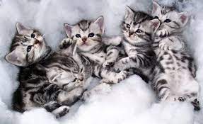 Check spelling or type a new query. Five Fun Facts And Reasons To Be Thankful For The American Shorthair Cat Kittentoob American Shorthair Cat American Shorthair Kitten Tabby Kitten