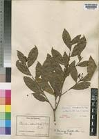 Image result for Campylospermum vogelii