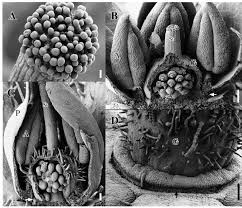 Image result for Ardisiandra wettsteinii