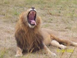 Pin On Yawning