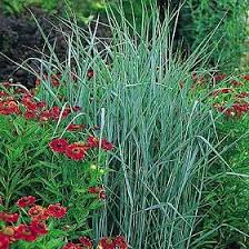 Image result for Aizoon virgatum