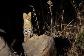 Cat guide for serval cats, keeping servals as pets, description and personality, wild cat information, domestic and wild cat behaviors, pictures of serval cats, servaline. Wild Facts Sabi Sabi Private Game Reserve The Serval