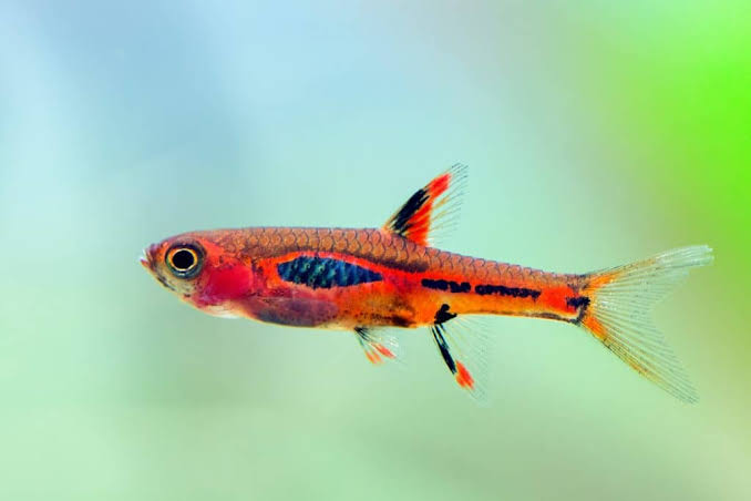 Chili Rasbora From £5.00 | Tropical Fish UK Delivery