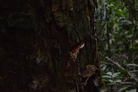 Image result for Staudtia kamerunensis