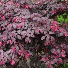 National Plant Network 2 25 Gal Loropetalum Carolina Midnight Flowering Shrub With Fuchsia Flowers Hd7169 The Home Depot Flowering Shrubs Fuchsia Flowers Shade Shrubs