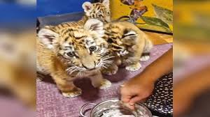 Man puts tiger cubs on sale online, arrested