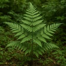 Image result for Pteris dentata