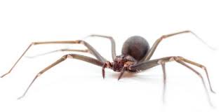 The bite of a brown recluse spider causes mild redness at the affected site; Ointment To Counter The Effects Of Brown Recluse Spider Bites Is Tested On Humans Eurekalert Science News