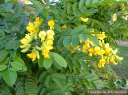 Image result for Calpurnia aurea