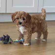 Pin By Njjkjkjkjkjk On My Pup Maltipoo Puppies For Sale Cavapoo Puppies Puppies
