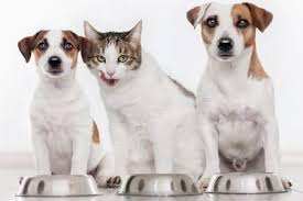 Trying to feed a cat a vegan diet would be like me feeding my horses meat. Vegan Pet Food What To Feed Your Companion Animal Veganfriendly Org Uk