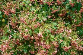 Image result for Combretum indicum