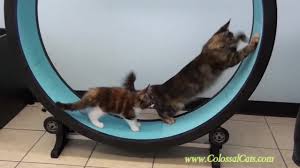 Our cat wheel design is more advanced than any before it: One Fast Cat Exercise Wheel Colossal Cats Maine Coons Coub The Biggest Video Meme Platform