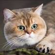 Feliland Cattery - Home of British Shorthair Cats and ...