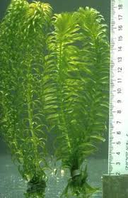 Image result for Egeria densa