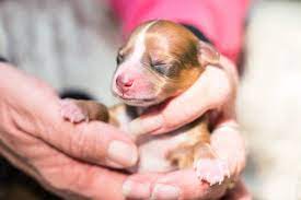 Cuidados A Cachorros Recien Nacidos Semana A Semana Puppies Puppy Love Animals