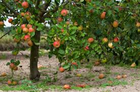 A well frameworked tree may suffer no permanent. Your Guide To Fantastic Fruit Trees For Every Climate Wellbeing Com Au