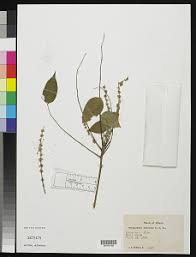 Image result for Phyllanthus polyspermus