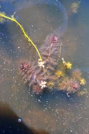 Image result for Utricularia stellaris