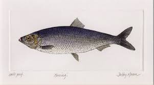 Karu vaali, mullu vallai, valai. Herring Salt Water Fish Uk Small Prints Hand Coloured Etching Print By Artist Debby Mason
