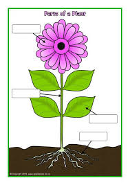 Simple Parts Of A Plant Poster Worksheet Sb12379 Sparklebox With Images Kvety Ucenie Rastliny