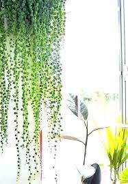 indoor low light hanging plants how to hang indoors vines magazine basket