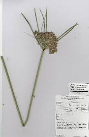 Image result for Cyperus margaritaceus