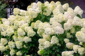 Image result for Polyspatha paniculata