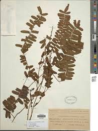 Image result for Arthropteris palisotii