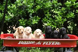 Maybe you would like to learn more about one of these? Quality Australian Labradoodle Puppies Bred In The Houston Texas Area