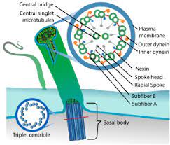 We did not find results for: Cilium Wikipedia