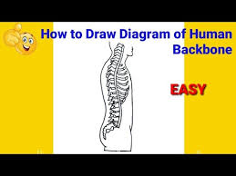 Over the past 2 years, the use of backbone have declined due to new libraries and framework like reactjs, vue.js and angular. How To Draw Human Backbone How To Draw Backbone Step By Step How To Draw Backbone Diagram Youtube