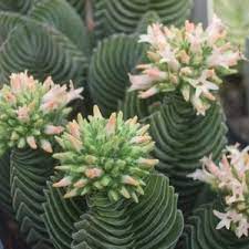 Piante da frutto piante forestali piante grasse piante infestanti piante mediterranee piante rampicanti piante tropicali pidocchi pino pomodoro la mammillaria zeilmanniana ha il corpo interamente ricoperto di. Ai GrijÄƒ La Cod PromoÈ›ional Produse Noi Calde Piante Grasse Ricadenti Da Esterno Amazon Cityadvertising Ro