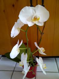 Plants that are considered safe: Blooming Plants To Clean The Air Gardendaze