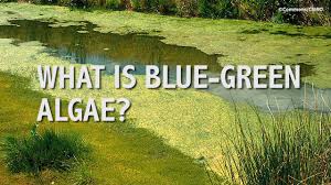 Blue Green Algae That Can Kill Dogs Is Confirmed In Parts Of Wales Wales Online