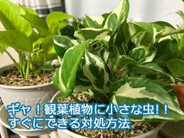 ギャ 観葉植物に小さな虫が出た すぐにできる対処方法と備えておくべき1つのもの