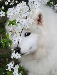 What A Beautiful Creature Dog Samoyed Dogs Animals Beautiful Dogs