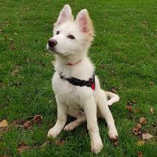 What is the temperament of long haired german shepherd. Meet Leo The Long Haired White German Shepherd Germanshepherds