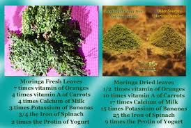 Moringa News Moringa Blogspot Moringa Trees Information