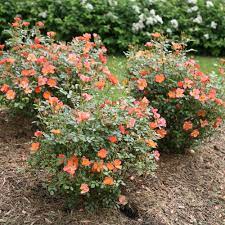 Oso easy hot paprika landscape rose. Oso Easy Hot Paprika Rose Rosa X Proven Winners