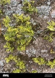 Image result for Elaphoglossum spathulatum