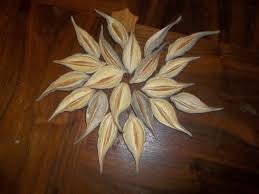 20 Dried Milkweed Pods Seed Pods Dried Arrangements Craft Milkweed Pods Seed Pods Milkweed