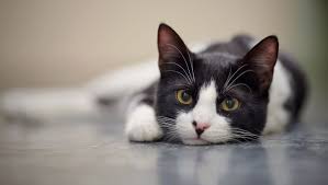 30 u 2 ich bin drei tage bei. Deine Katze Hat Verstopfung Wie Du Helfen Kannst Dr Sam Dein Online Tierarzt