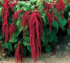 Pin On Gardening