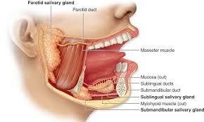 The Salivary Glands Salivary Gland Parotid Gland Parotid Gland Swelling