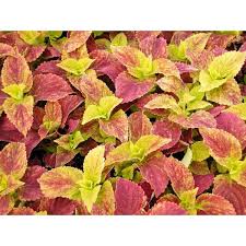 Image result for Coleus buchananii