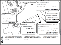 Plant and animal cells come in all kinds of sizes and shapes amoeba proteus ranges in size between 250 and 750 microns. Https Misszukowski Weebly Com Uploads 9 7 4 6 97462532 1 Cells Dna New Pdf