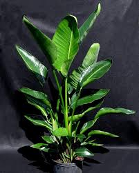 We highly suggest investing in a soil probe to help you in this process. White Bird Of Paradise Plants For Sale Garden Goods Direct