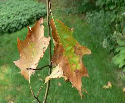 Plant Disease Clinic Identifies New Case Of Oak Wilt Cornell Chronicle