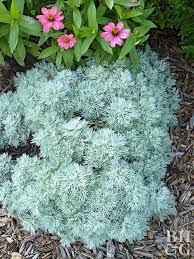 I am going to make love to you and drive you wild between my legs tonight. Artemisia Perennial Plant Plants Flowers Perennials Artemisia Plant